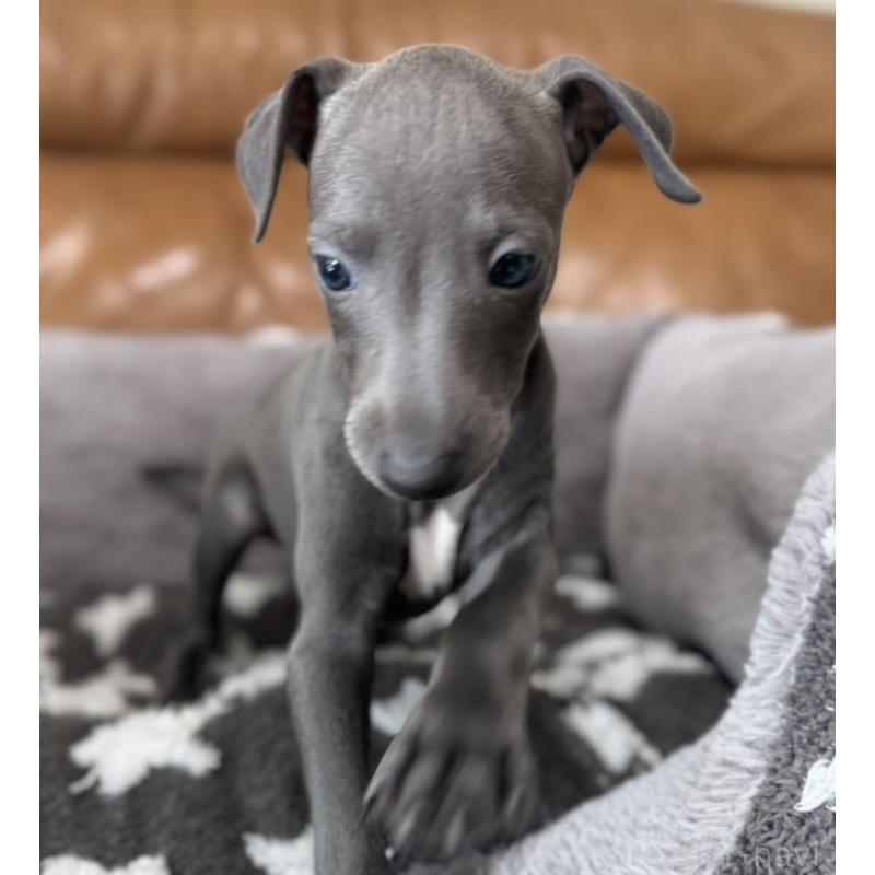 販売中の山梨県のイタリアングレーハウンド(イタグレ)-426572の4枚目