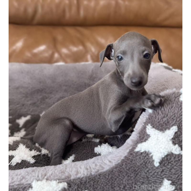 販売中の山梨県のイタリアングレーハウンド(イタグレ)-426572の3枚目