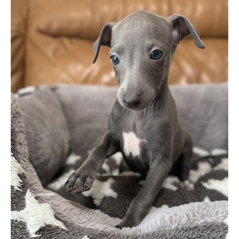 販売中の山梨県のイタリアングレーハウンド(イタグレ)-426572の2枚目