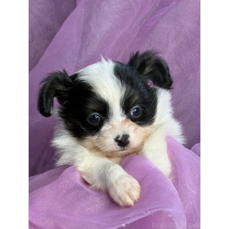 販売中の三重県のパピヨン-426573の12枚目