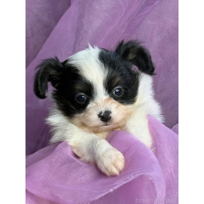 販売中の三重県のパピヨン-426573の10枚目