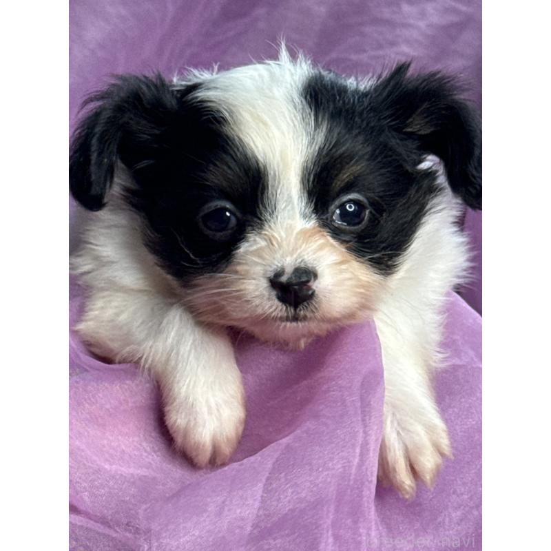 販売中の三重県のパピヨン-426573の11枚目