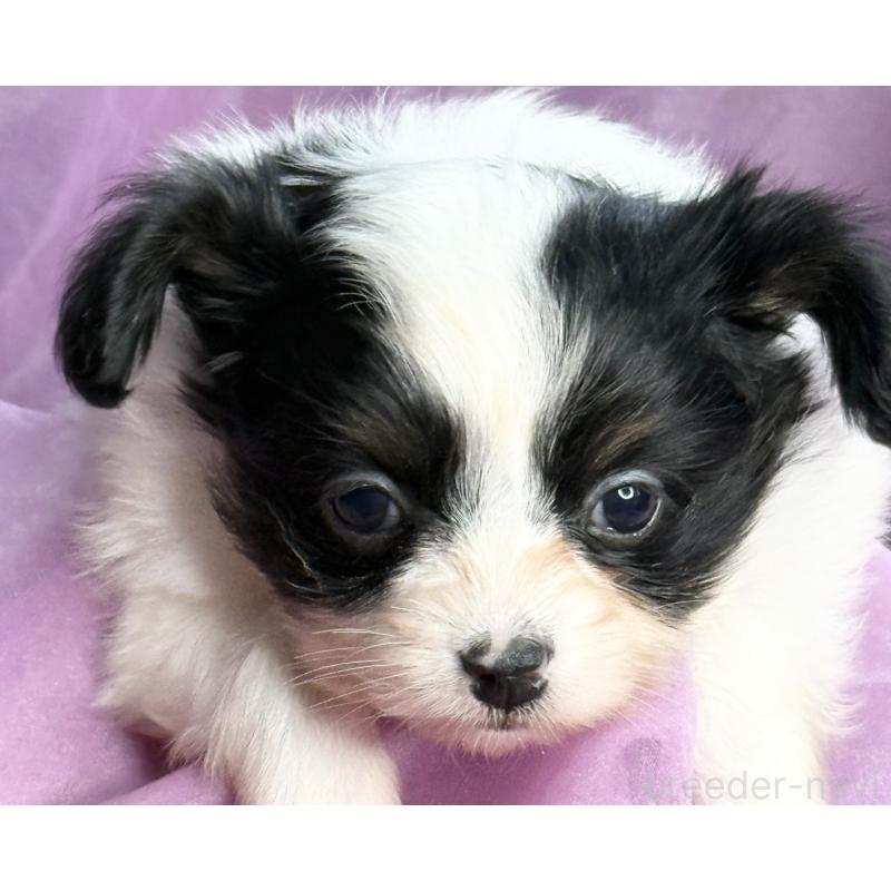 販売中の三重県のパピヨン-426573の9枚目