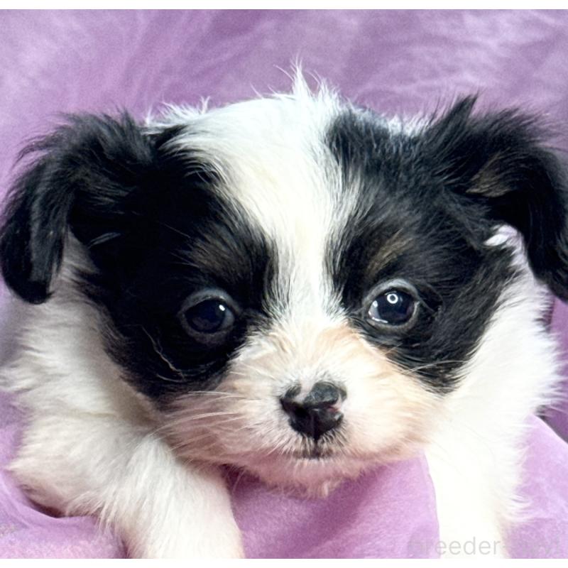 販売中の三重県のパピヨン-426573の8枚目