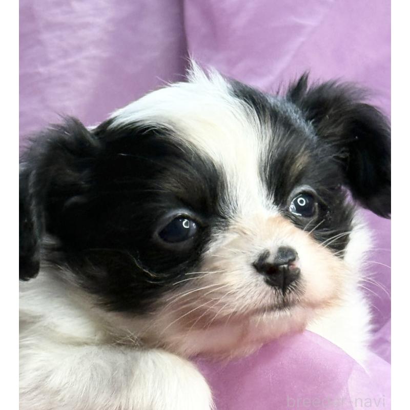 販売中の三重県のパピヨン-426573