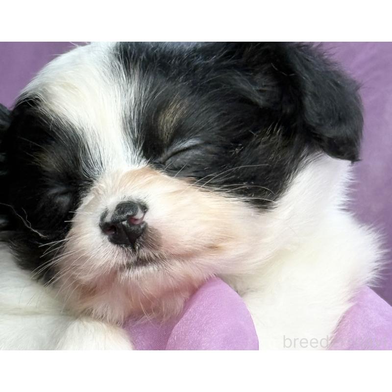 販売中の三重県のパピヨン-426573の7枚目