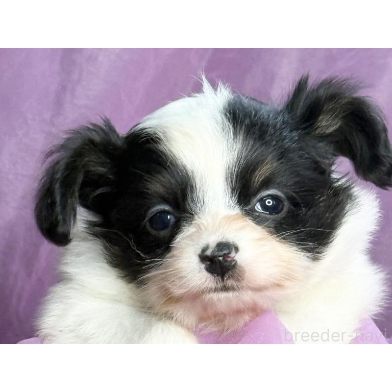 販売中の三重県のパピヨン-426573の6枚目