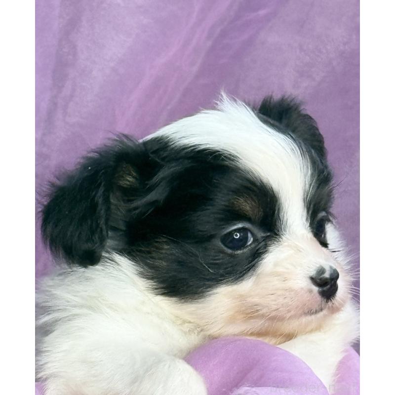 販売中の三重県のパピヨン-426573の5枚目