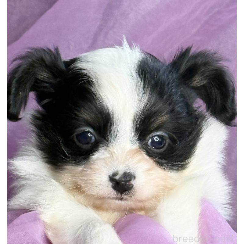 販売中の三重県のパピヨン-426573の4枚目