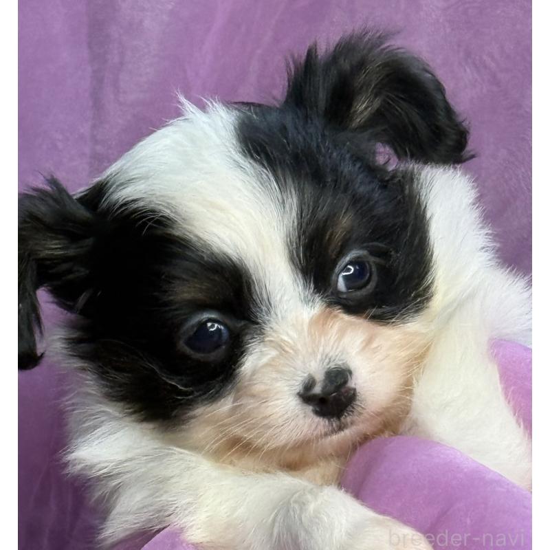 販売中の三重県のパピヨン-426573の3枚目