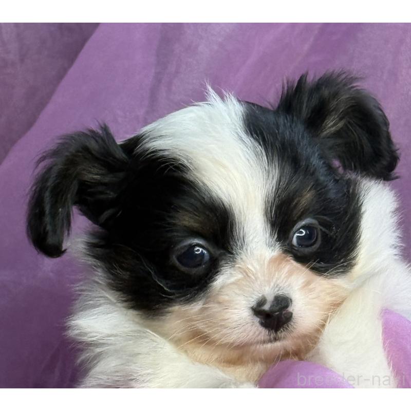 販売中の三重県のパピヨン-426573の2枚目