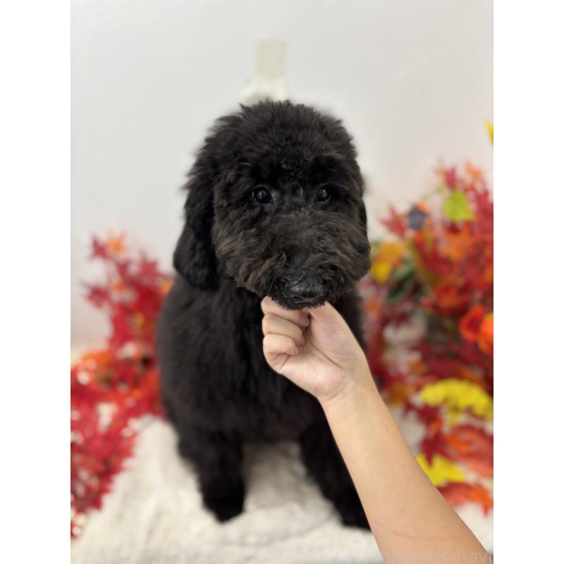 販売中の千葉県のスタンダードプードル-411061の3枚目