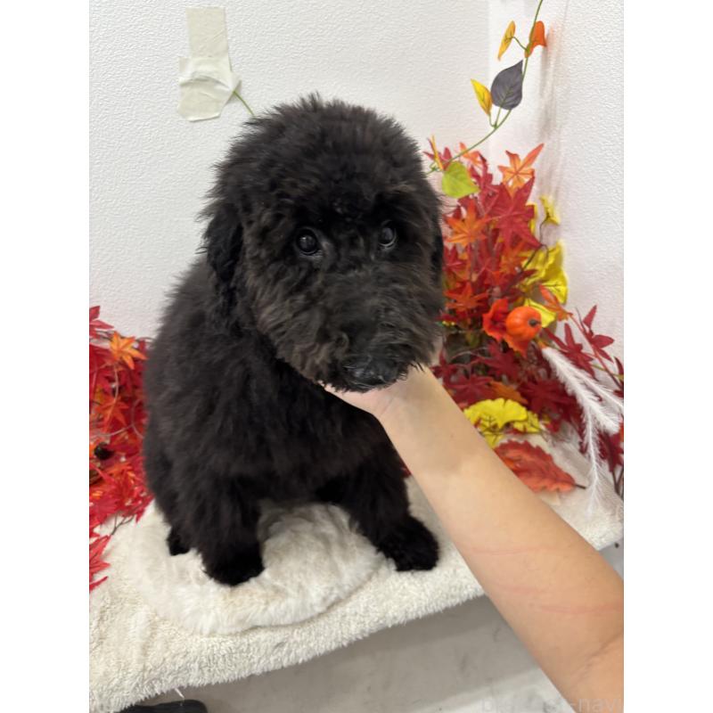 販売中の千葉県のスタンダードプードル-411061の2枚目