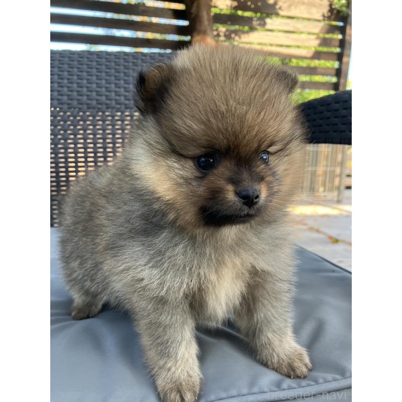 販売中の長崎県のポメラニアン-425463の2枚目