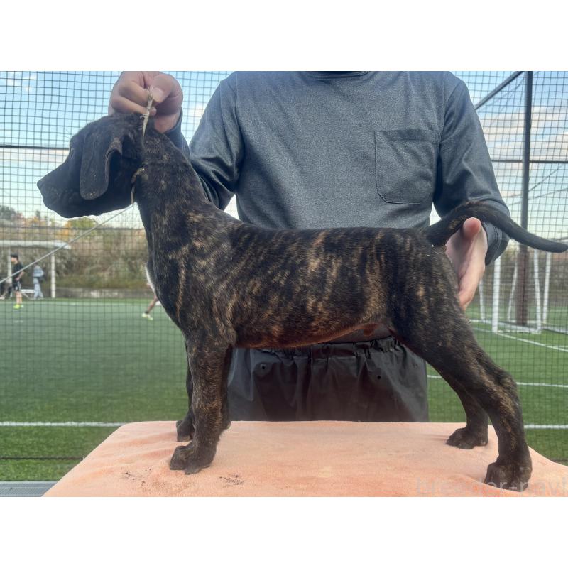 販売中の東京都のプレサカナリオ-424854