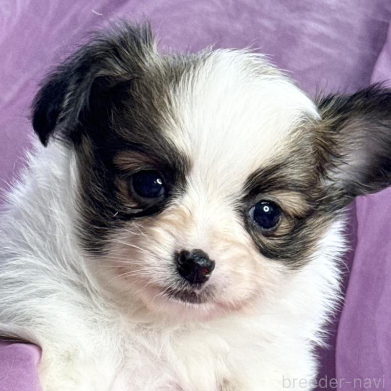 販売中の三重県のパピヨン-426576の10枚目