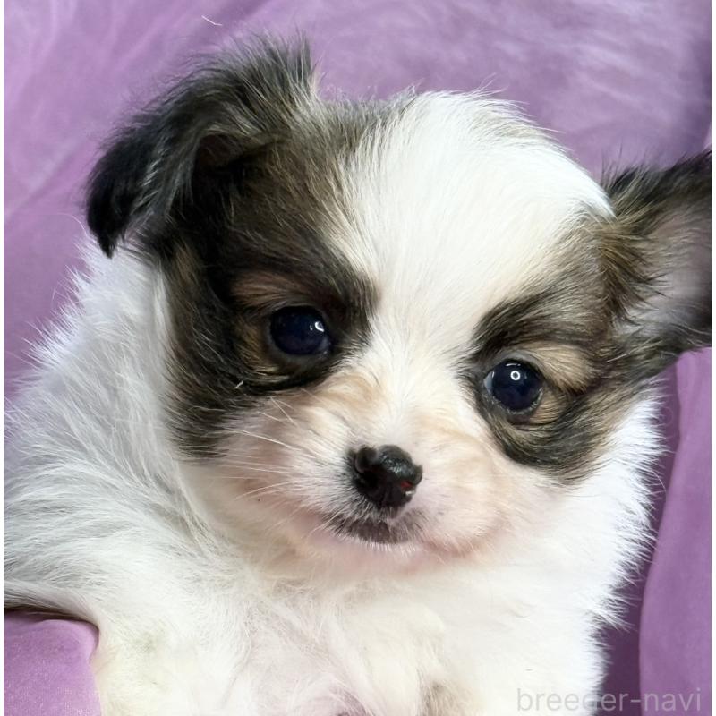 販売中の三重県のパピヨン-426576の9枚目