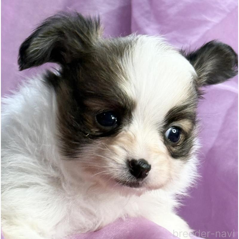 販売中の三重県のパピヨン-426576の8枚目