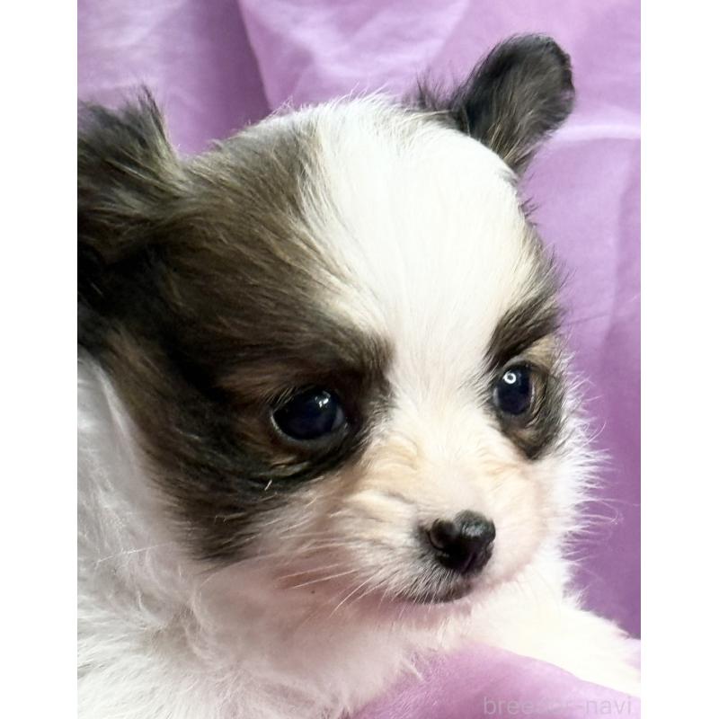 販売中の三重県のパピヨン-426576の7枚目