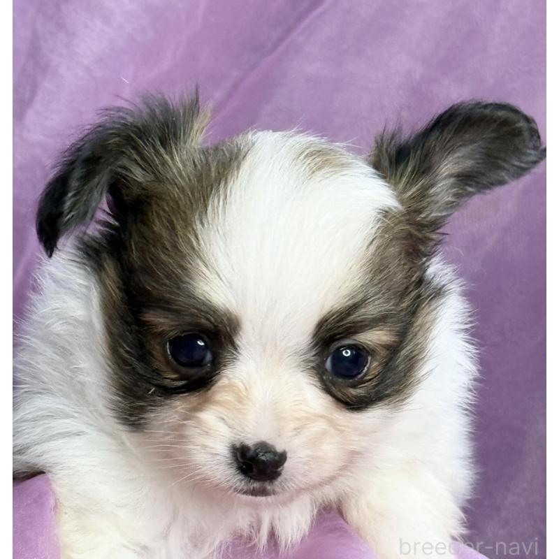 販売中の三重県のパピヨン-426576の6枚目