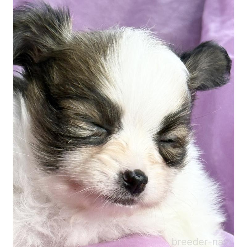 販売中の三重県のパピヨン-426576の5枚目