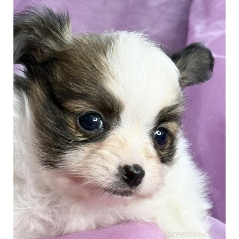 販売中の三重県のパピヨン-426576の4枚目