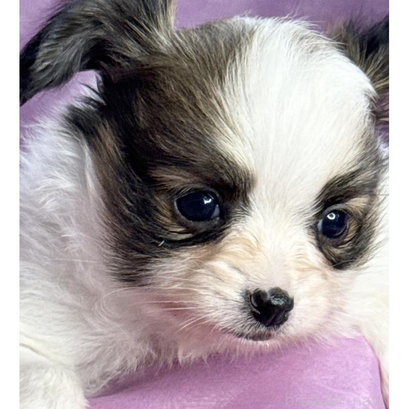 販売中の三重県のパピヨン-426576の3枚目