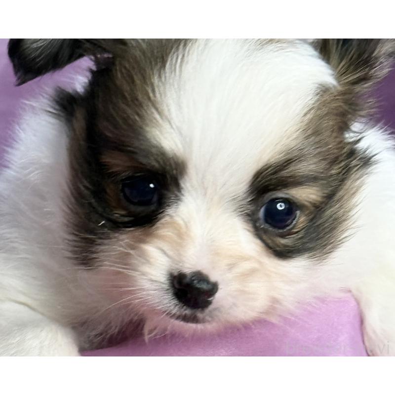 販売中の三重県のパピヨン-426576の2枚目