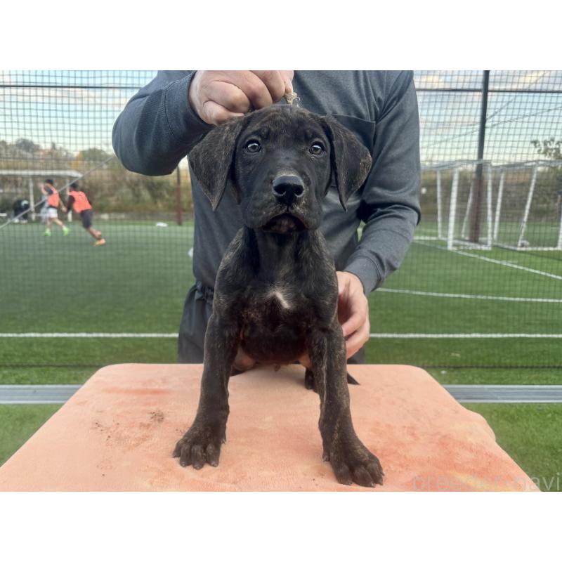 成約済の東京都のプレサカナリオ-424854の2枚目