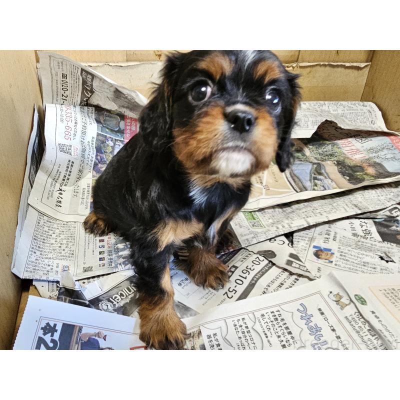 販売中の愛知県のキャバリアキングチャールズスパニエル-424284の18枚目