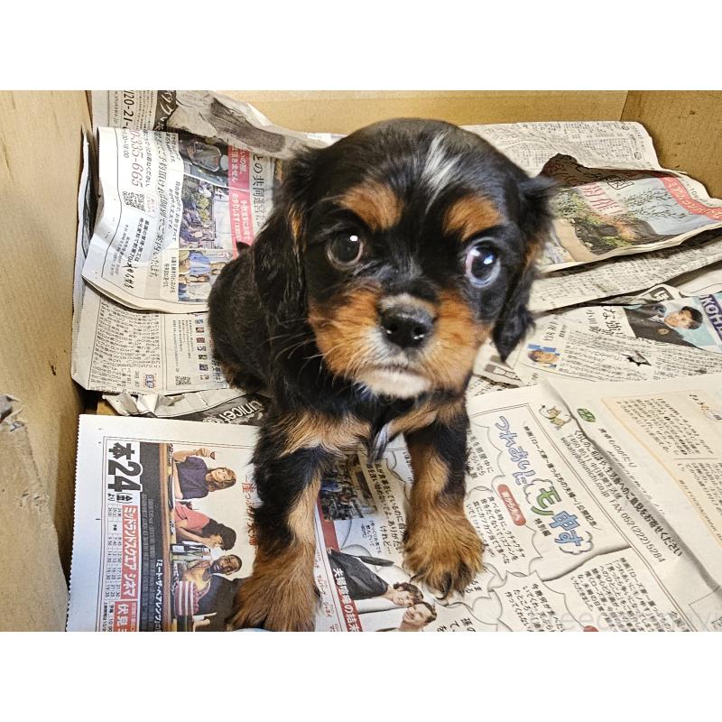 販売中の愛知県のキャバリアキングチャールズスパニエル-424284の17枚目