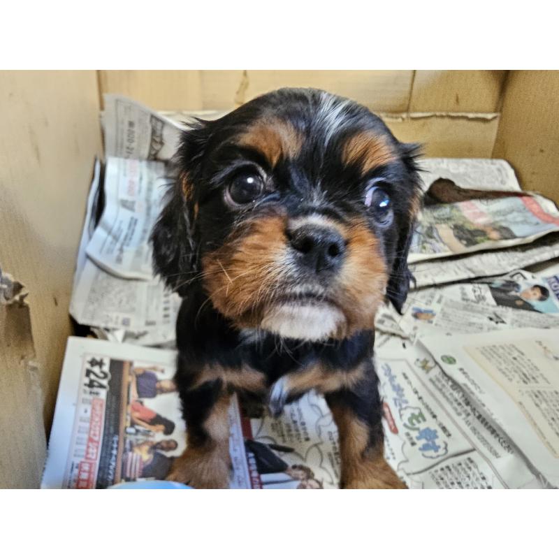 販売中の愛知県のキャバリアキングチャールズスパニエル-424284の16枚目