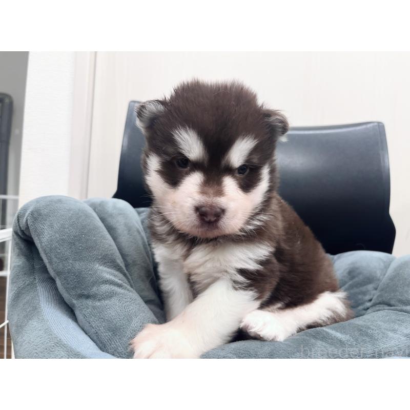 販売中の東京都のアラスカンマラミュート-426577の7枚目