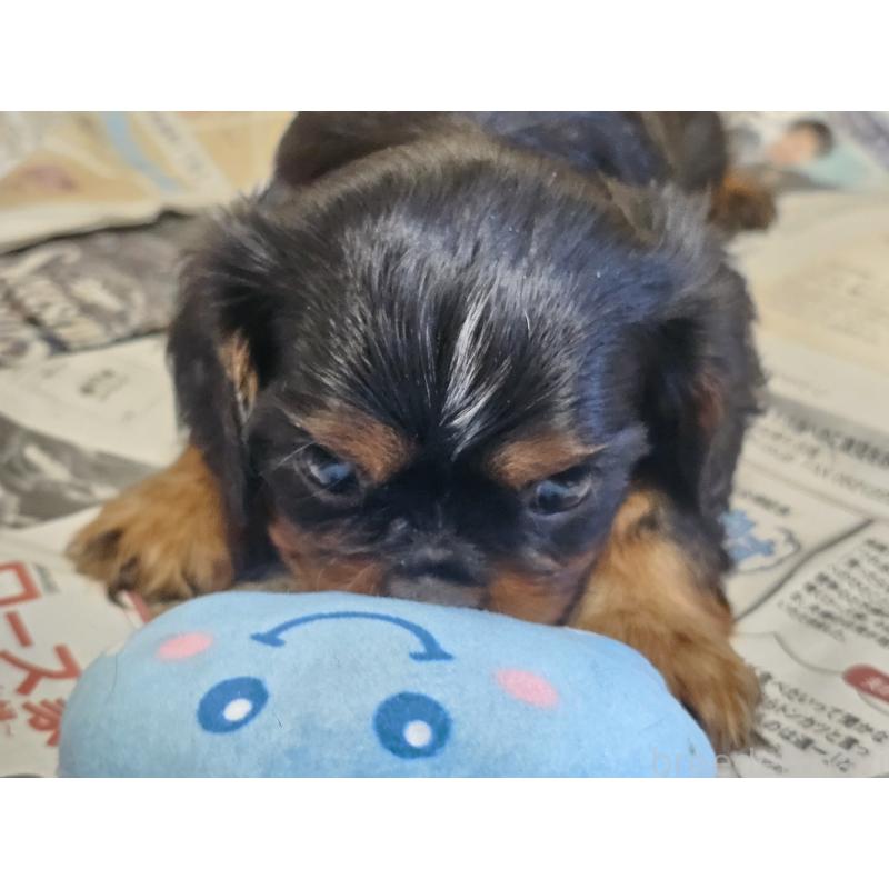 販売中の愛知県のキャバリアキングチャールズスパニエル-424284の15枚目