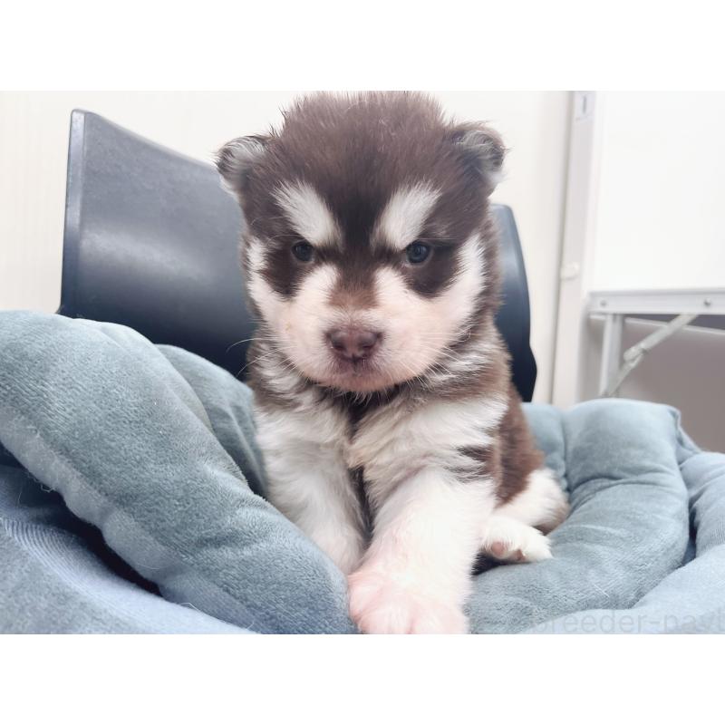 販売中の東京都のアラスカンマラミュート-426577の6枚目