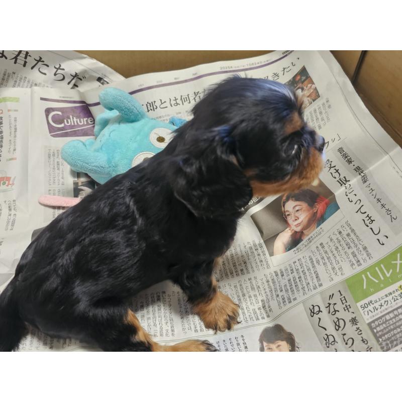 販売中の愛知県のキャバリアキングチャールズスパニエル-424284の14枚目