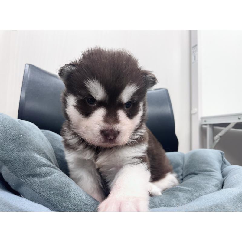 販売中の東京都のアラスカンマラミュート-426577の5枚目