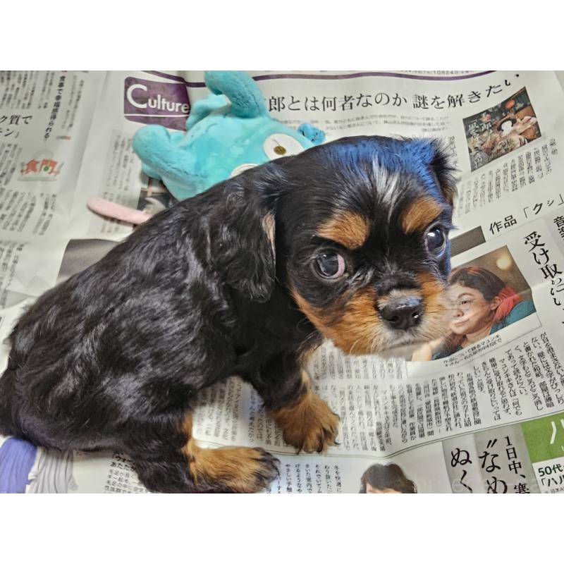 販売中の愛知県のキャバリアキングチャールズスパニエル-424284の13枚目