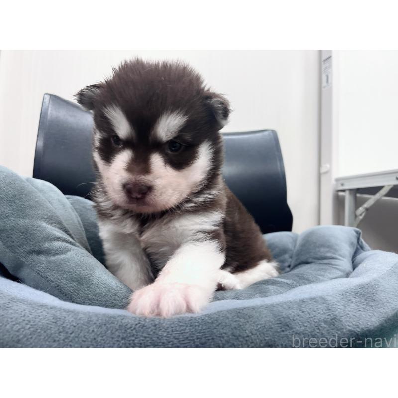 販売中の東京都のアラスカンマラミュート-426577の4枚目