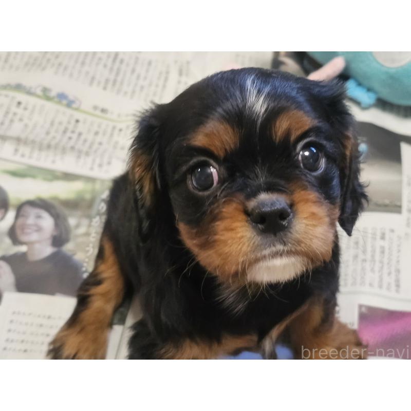 販売中の愛知県のキャバリアキングチャールズスパニエル-424284の12枚目