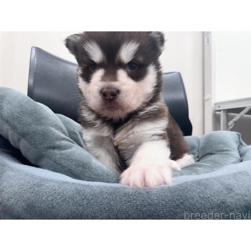 販売中の東京都のアラスカンマラミュート-426577の3枚目