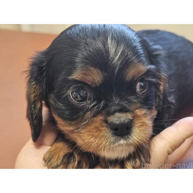 販売中の愛知県のキャバリアキングチャールズスパニエル-424284の11枚目