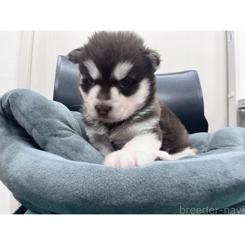 販売中の東京都のアラスカンマラミュート-426577の2枚目