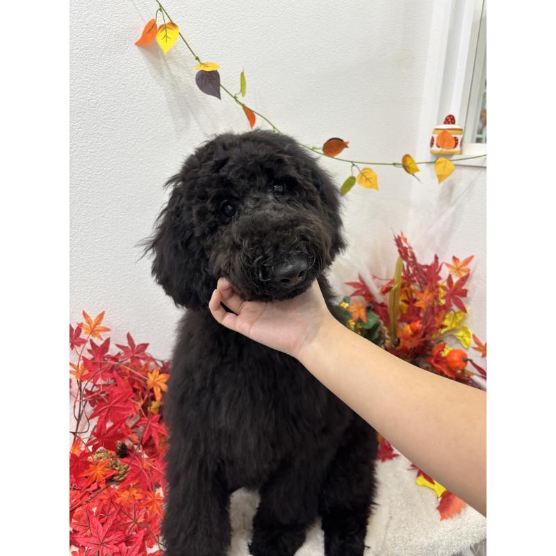 成約済の千葉県のスタンダードプードル-411041の6枚目