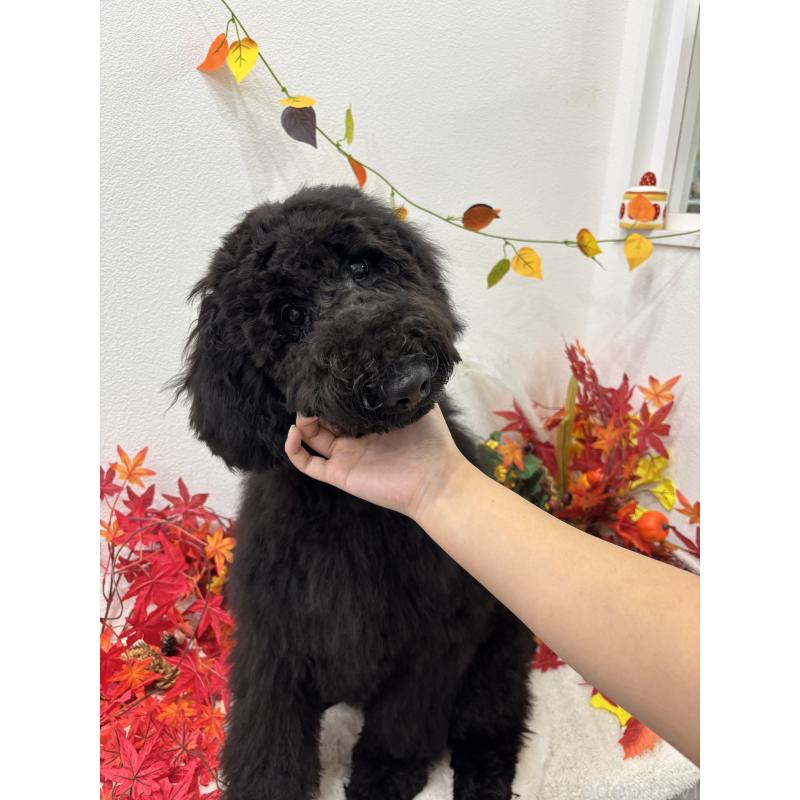 成約済の千葉県のスタンダードプードル-411041の5枚目