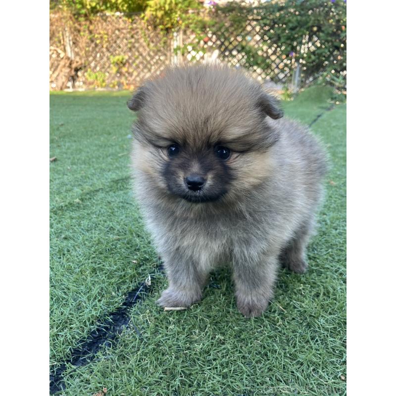 販売中の長崎県のポメラニアン-425468の3枚目