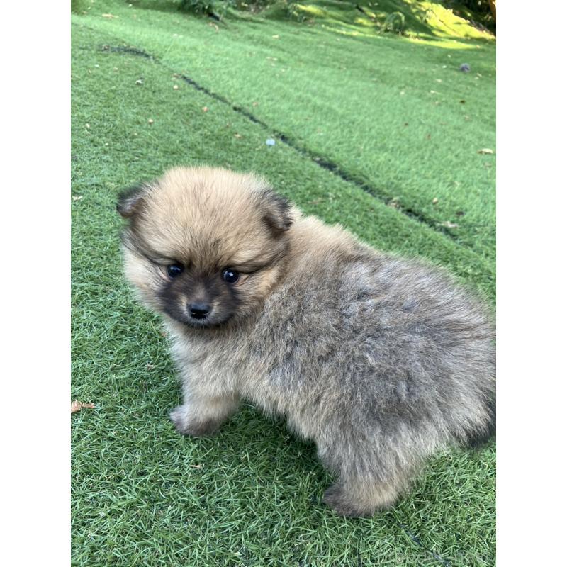 販売中の長崎県のポメラニアン-425468の2枚目