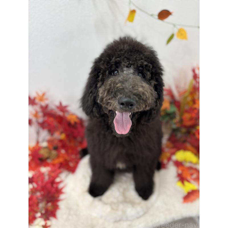 販売中の千葉県のスタンダードプードル-411036の4枚目