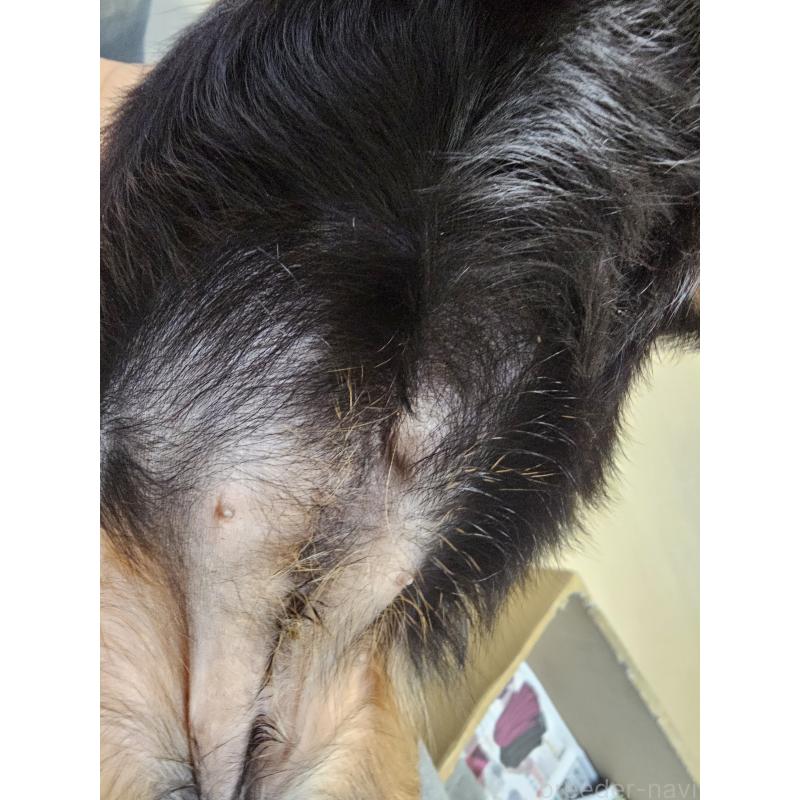 成約済の愛知県のキャバリアキングチャールズスパニエル-426579の12枚目