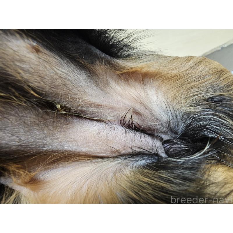 成約済の愛知県のキャバリアキングチャールズスパニエル-426579の11枚目